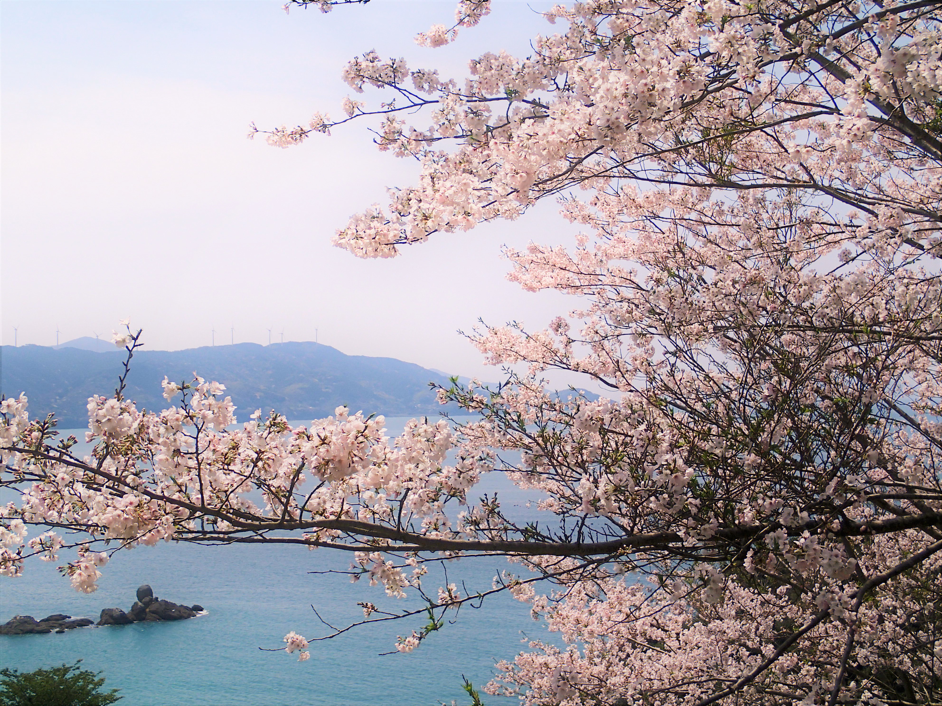 大島の桜
