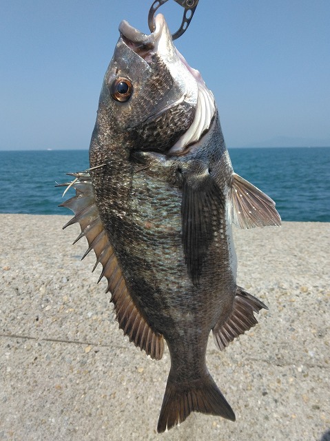 `k40cm