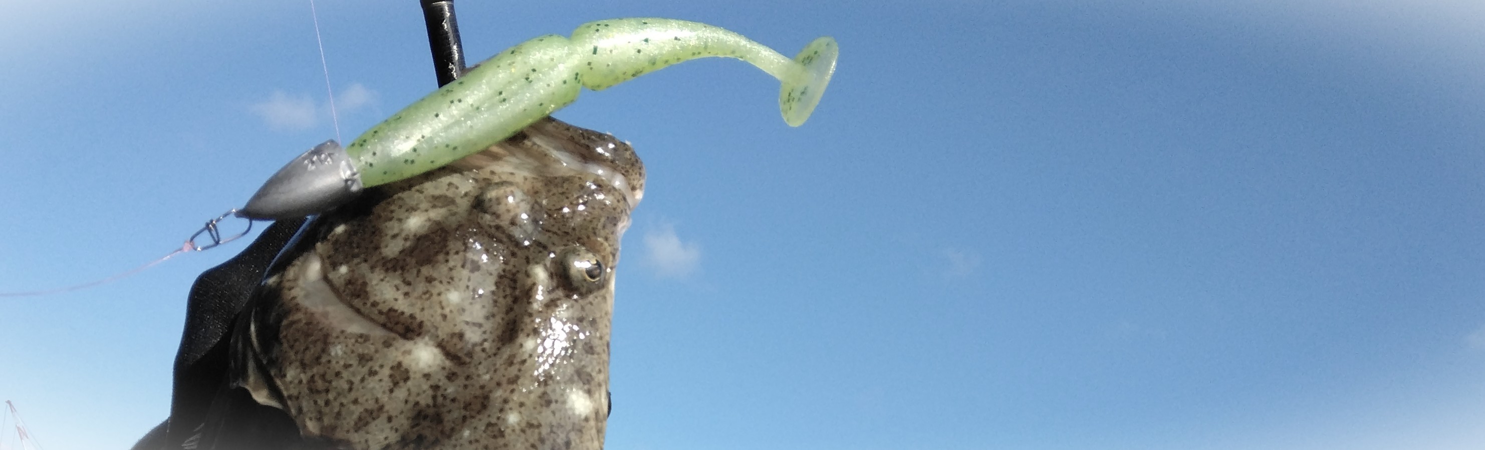 �V���A���o�ލs�L�@���쌧��o�s�̃q�����@2026/1/3