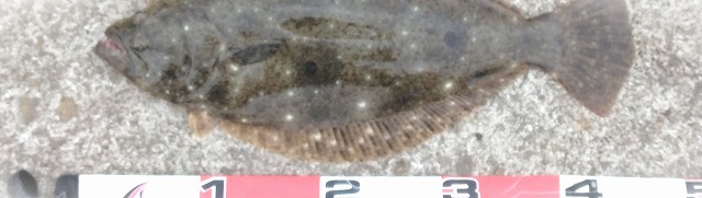 �V���A���o�ލs�L�@���쌧�̑��x�Ò��q�����@2026/1/4