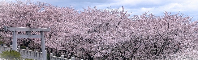 �V���A���o�ލs�L�@���쌧��o�s�̃}�_�C�@2026/4/5